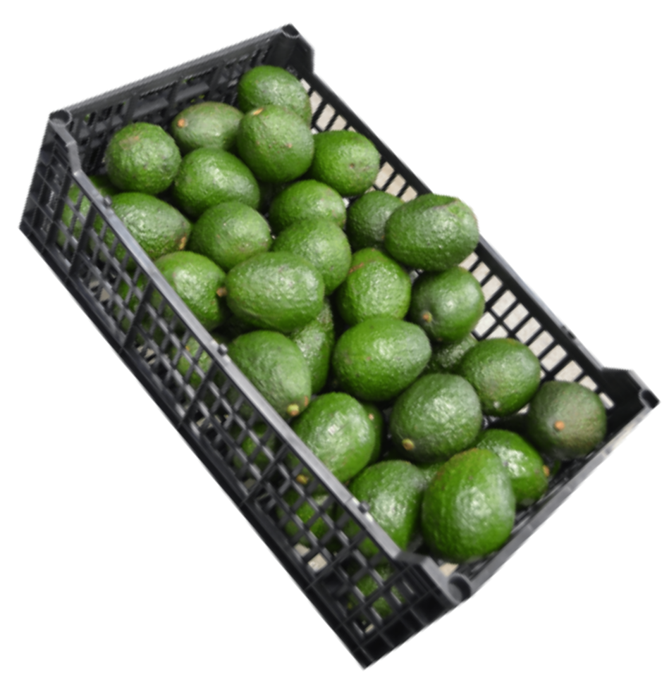 CAJA DE AGUACATE 10KG CALIBRE 84 "B"